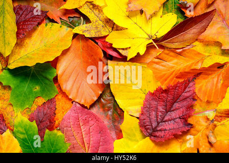 Farbigen Herbst Blätter, Bunte Herbstblaetter Stockfoto