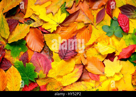 Farbigen Herbst Blätter, Bunte Herbstblaetter Stockfoto