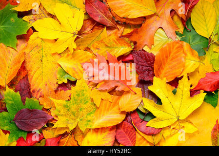 Farbigen Herbst Blätter, Bunte Herbstblaetter Stockfoto