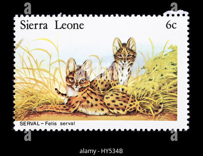 Briefmarke aus Sierra Leone Darstellung Servale (Felis Serval) Stockfoto