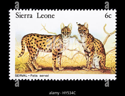 Briefmarke aus Sierra Leone Darstellung Servale (Felis Serval) Stockfoto