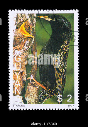 Briefmarke aus Guyana, die Darstellung einer starling Stockfoto