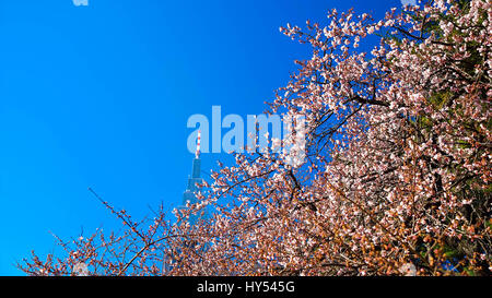 Kirschblüte in Shinjuku Stockfoto