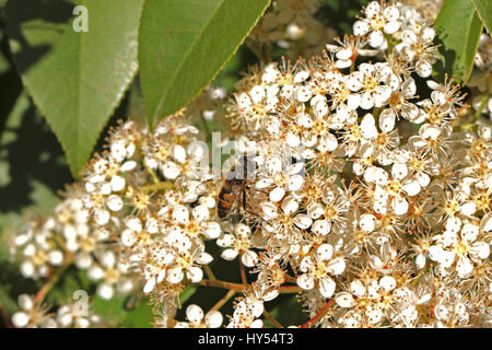 Europäische Schwebfliege lateinischen Namen Episyrphus Balteatus auf einem Photinia Blume oder Strauch in Italien Stockfoto