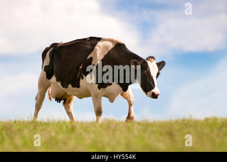 Eine schwarze & weiße Kuh in einem Feld Stockfoto