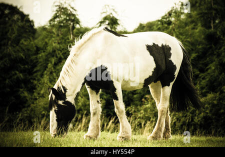 Ein schwarz / weiß-Pferd Weiden in einem Feld Stockfoto