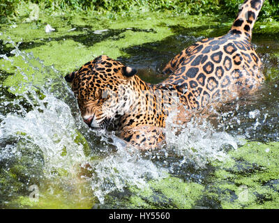 Ein Jaguar auf seine Beute in einem Pool springen Stockfoto