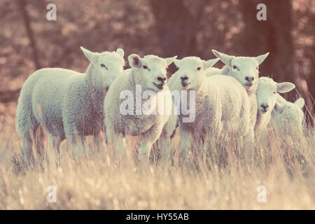 Eine Gruppe von Lämmern in einem Feld in Cheshire Stockfoto