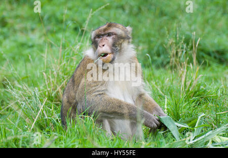 Berberaffe Stockfoto