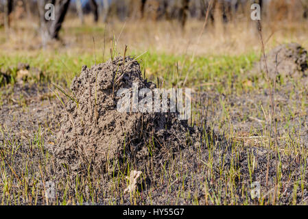 Klumpen Erde genannt Maulwurfshügel, verursacht durch ein Maulwurf in einem Feld im winter Stockfoto