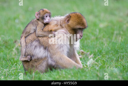 Berberaffe Stockfoto