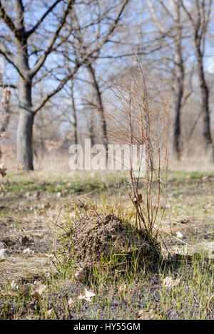 Klumpen Erde genannt Maulwurfshügel, verursacht durch ein Maulwurf in einem Feld im winter Stockfoto