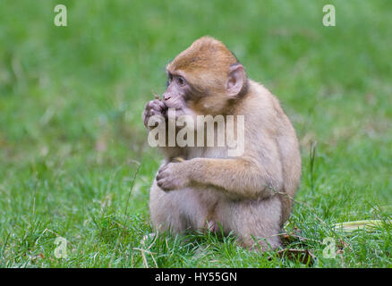 Berberaffe Stockfoto