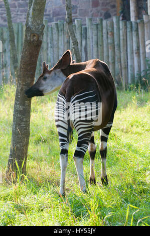 Okapi neben einem Baum Stockfoto