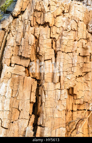 Detail der knistert am Stamm eines alten Baumes ohne Rinde Stockfoto