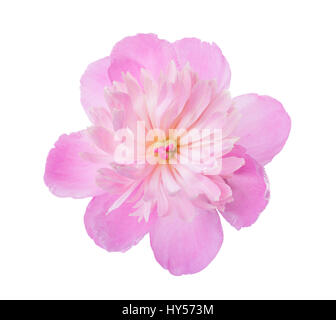 Rosa Pfingstrose isoliert auf weißem Hintergrund. Stockfoto