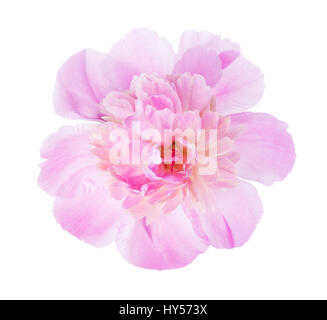 Rosa Pfingstrose isoliert auf weißem Hintergrund. Stockfoto