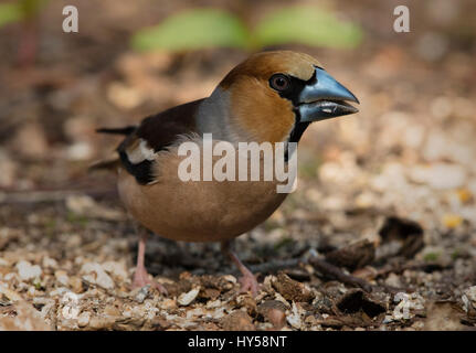 Männliche Kernbeißer Nahaufnahme, genommen Lynford Arboretum, Norfolk Stockfoto