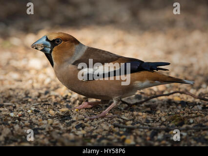 Männliche Kernbeißer Nahaufnahme, genommen Lynford Arboretum, Norfolk Stockfoto