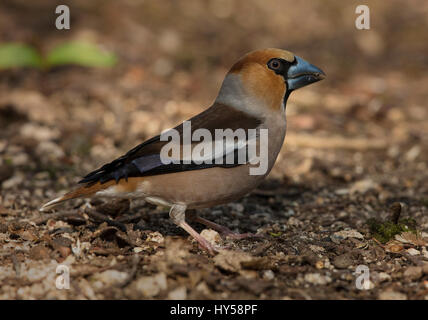 Männliche Kernbeißer Nahaufnahme, genommen Lynford Arboretum, Norfolk Stockfoto