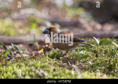 Männliche Kernbeißer Fütterung unter der Hainbuche Avenue, am Lynford Arboretum, Norfolk Stockfoto