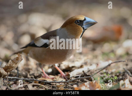 Männliche Kernbeißer Nahaufnahme genommen Lynford Arboretum, Norfolk Stockfoto