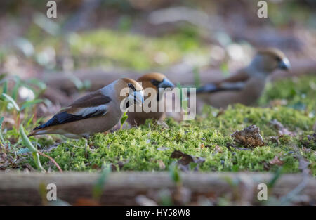 Herde von drei Hawfinches Fütterung, Männchen und 2 Weibchen. Aufgenommen am Lynford Arboretum, Norfolk Stockfoto