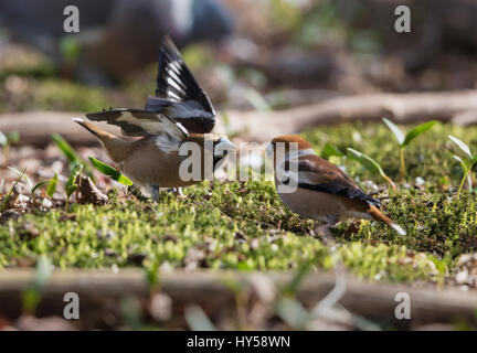 Männliche und weibliche Kernbeißer Konfrontation genommen Lynford Arboretum in Norfolk, Fütterung unter Avenue Hainbuchen Stockfoto