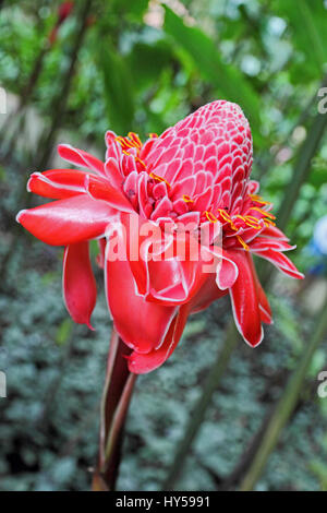 Rose de Porcelaine (Etlingera Eliator) tropischen Blumen, Jardin de Balata, Martinique Stockfoto