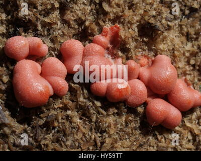 Lycogala Epidendrum, Mycetozoa Stockfoto