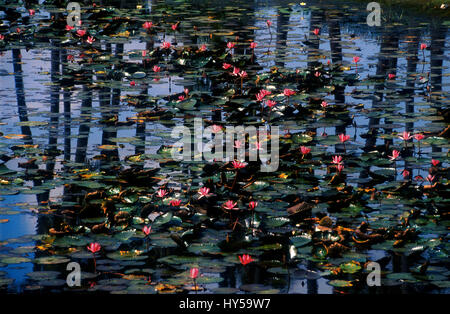 Wasser-Lilly-Blüten in einem Teich in Süd-Indien Stockfoto