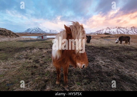 Pferde im Feld im Winter im Sonnenuntergang Stockfoto