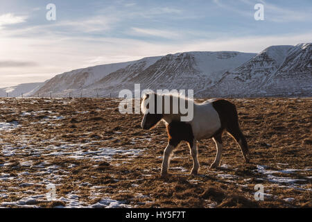 ein Pferd, zu Fuß in das Feld auf Ackerland im winter Stockfoto