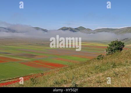 Linsen, die Blüte in Pian Grande in Castelluccio di Norcia in Umbrien Italien vor dem Erdbeben im Jahr 2016 und 2017 Stockfoto