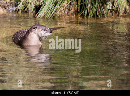 Nordamerikanischer Fischotter (Lontra Canadensis) Stockfoto