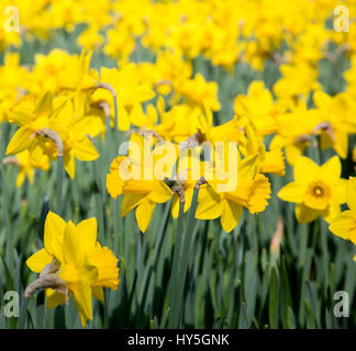 Bereich der leuchtend gelben Narzissen in der Sonne Stockfoto