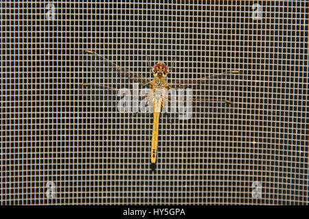 Libelle rot-veined Darter lateinischen Namen Sympetrum Fonscolombii oder Fonscolumbei ruht auf ein Fliegengitter in Italien Stockfoto