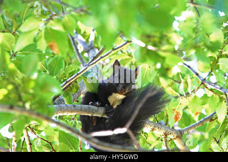Schwarz rote Eichhörnchen lateinische name Sciurus Niger in einer Ulme Baum lateinische Name Ulmus Olmo in Italien Stockfoto