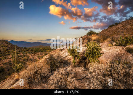 Sonnenuntergang über Cholla und Kakteen in der Nähe von Javelina Felsen im Saguaro National Park East in der Nähe von Tucson, Arizona Stockfoto