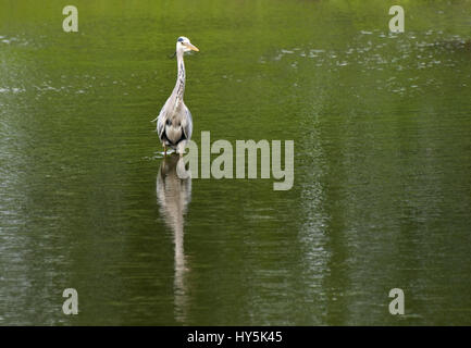 Ein Reiher steht in einem See Stockfoto