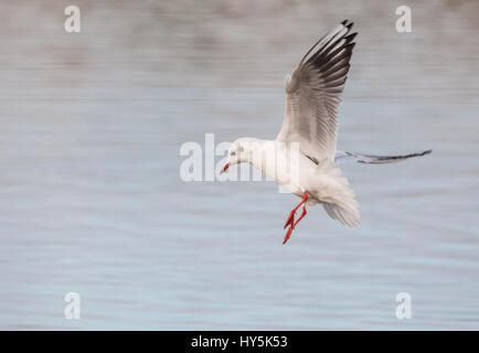 Schwarze Spitze Möwe im Flug Stockfoto