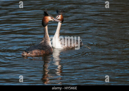 Haubentaucher, Paarung display Stockfoto