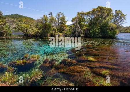 Klares Wasser, zentrale Überlauf Te Waikoropupū Springs, auch Pupu Springs, Golden Bay, Tasman Region Southland, Neuseeland Stockfoto