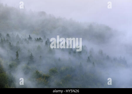 Bäume im Nebel, dicker Nebel, Elbtal in die Sächsische Schweiz, Sächsische Schweiz, Sachsen, Deutschland Stockfoto