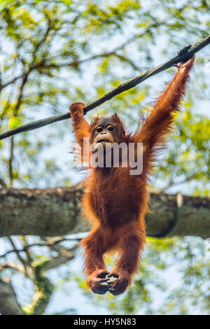Borneo Orang-Utan (Pongo Pygmaeus) hängen an einem Seil, Klettern, captive, Zoo Singapur, Singapur Stockfoto