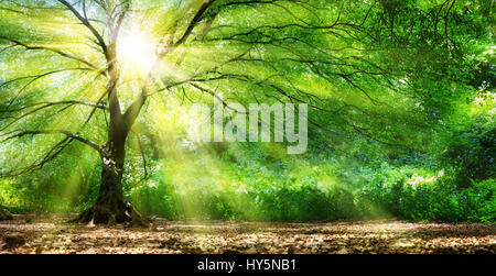 Baum mit Sonne im wilden Wald Stockfoto