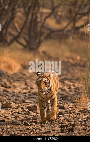 Einsamer Royal Bengal Tiger Wandern in trockenen Laubwäldern des Ranthambore Nationalpark in Indien, in den heißen Sommern Stockfoto