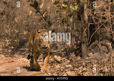 Einsamer Royal Bengal Tiger Wandern in trockenen Laubwäldern des Ranthambore Nationalpark in Indien, in den heißen Sommern Stockfoto