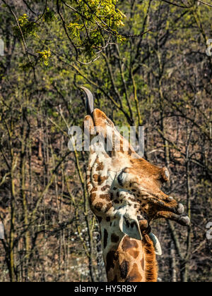 Die Masai-Giraffe (Giraffa Tippelskirchi), auch buchstabiert Maasai Giraffe, auch genannt Kilimanjaro Giraffe, ist die größte Art der Giraffe und das tal Stockfoto