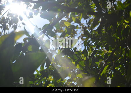 Sonnenlicht eingefangen auf 12:00 Stockfoto